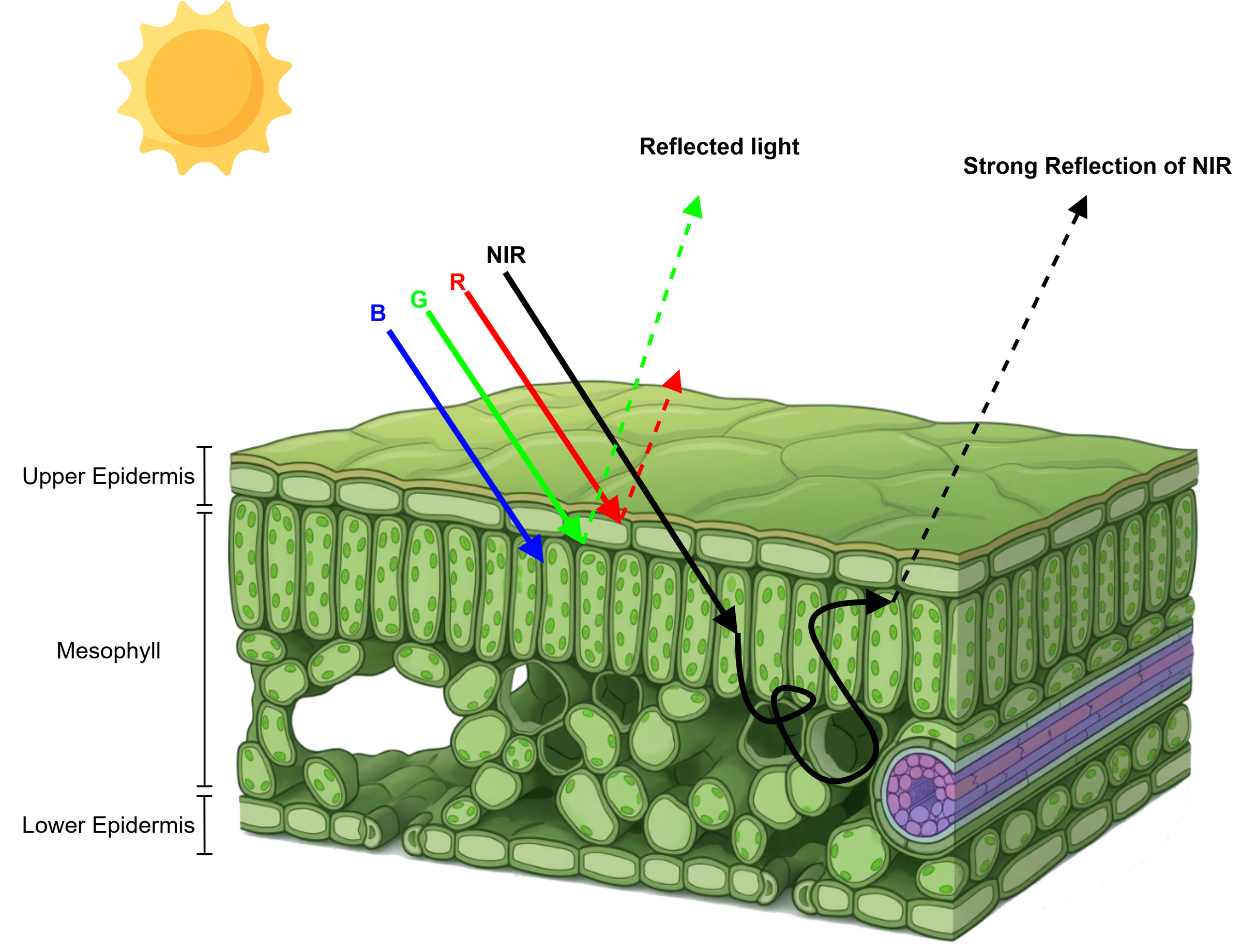 Healthy vegetation absorbs red light and reflects near-infrared light